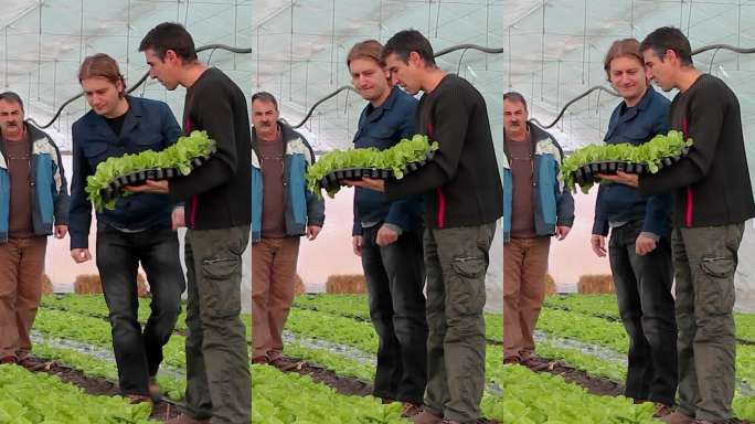 三位农民在小型蔬菜温室里讨论生菜作物管理