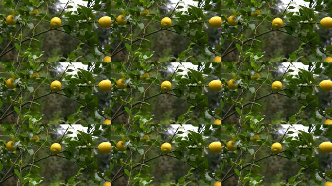 多产的柠檬树