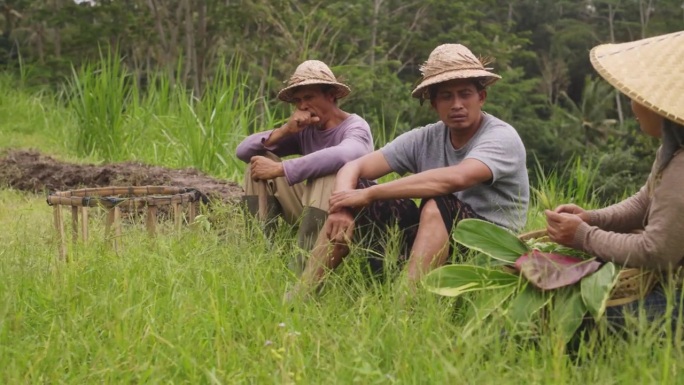巴厘岛的农民在郁郁葱葱的绿色田野里放松并整理植物
