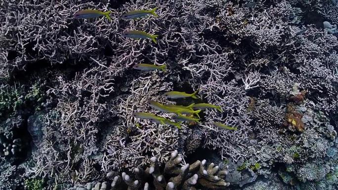 海底世界，布纳肯，美娜多湾，北苏拉威西，苏拉威西岛，印度尼西亚，东南亚。