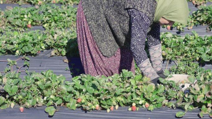 老年农场工人在传统田地里采摘成熟的草莓