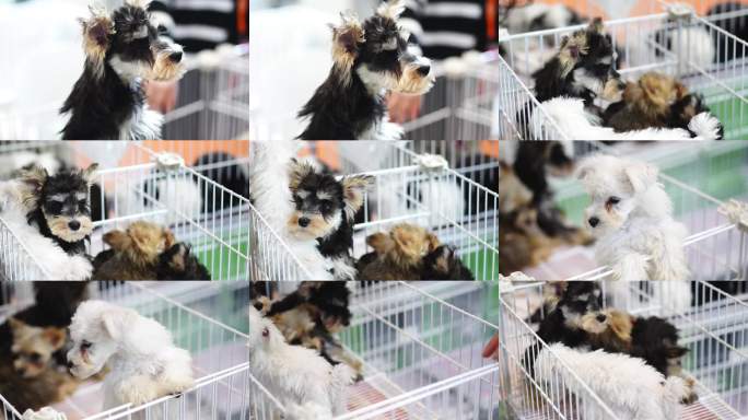 宠物展上的雪纳瑞小狗幼犬