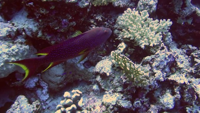 石斑鱼是具有壮观色彩和雄伟体型的领地性食肉鱼类。在地中海，石斑鱼的鱼种属于头孔鱼属和鮨属，主要栖息在