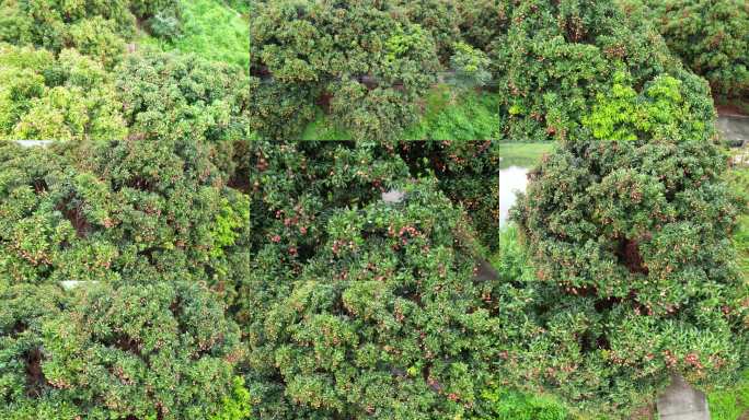 荔枝园荔枝结果成熟航拍
