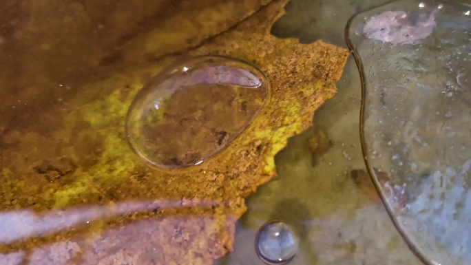 冰下的气泡和叶子