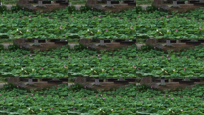 夏日荷花池景观