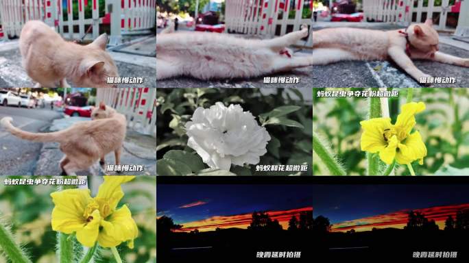 萌宠猫咪日常瞬间