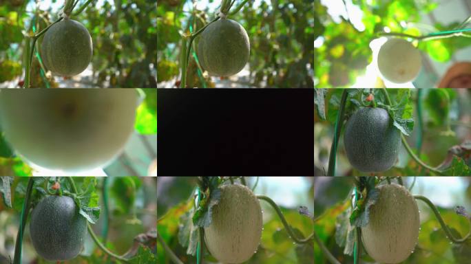 温室大棚甜瓜挂藤生长