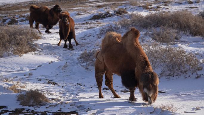 新疆冬日骆驼 雪地觅食景象
