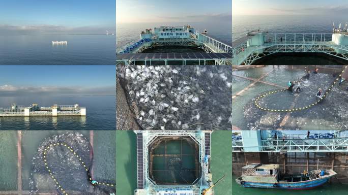 向海而兴  海洋牧场    1