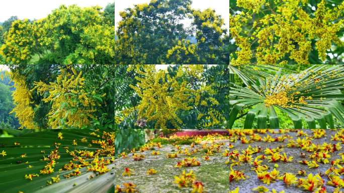 4K合集灯笼树摇钱树栾树