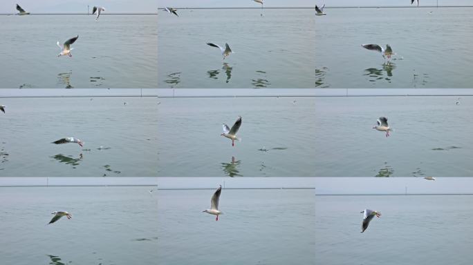 大海海面候鸟迁徙白色海鸥群红嘴鸥飞鸟