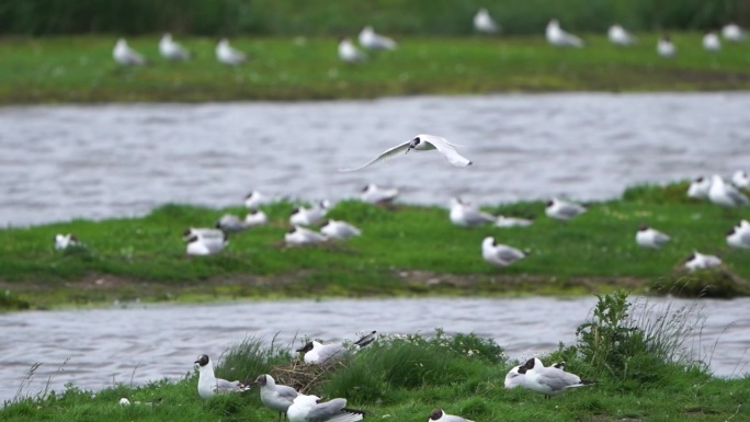 一只三趾鸥（Thalasseus sandvicensis）嘴里叼着一条小鱼，从巢中飞出 - 慢动作