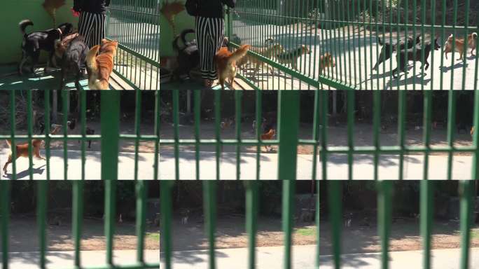 狗狗穿过敞开的大门跑进花园。