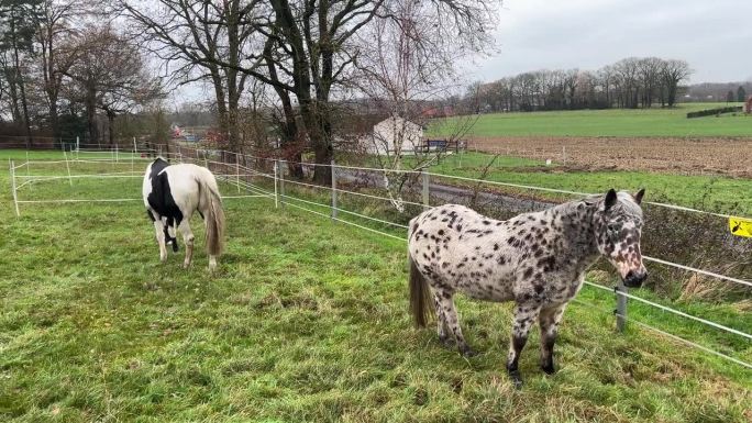 阴天时，两匹马，一匹花灰白色，一匹黑白色，站在被铁丝网围起来的绿色牧场上，背景是田野和房屋。