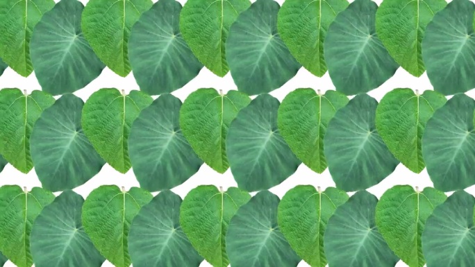 叠加绿叶层转场