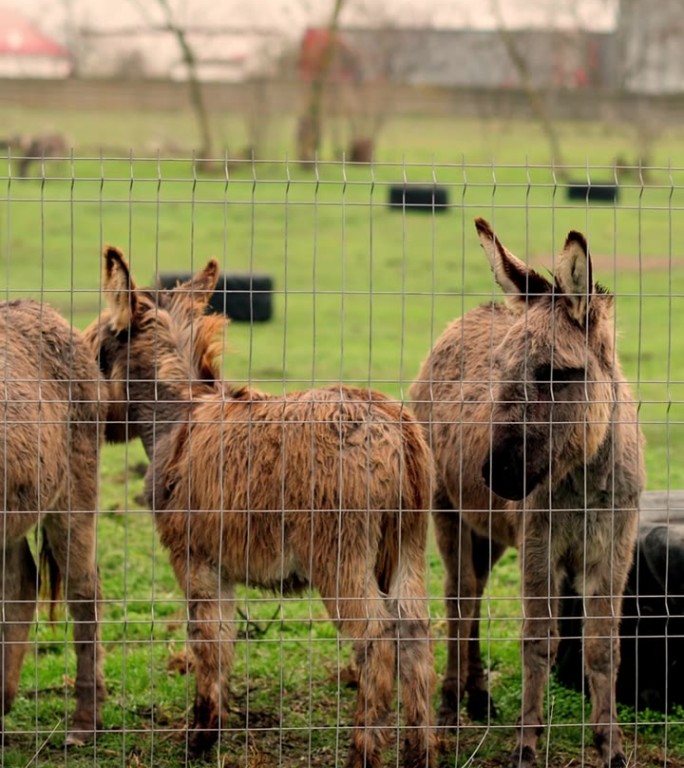 一群驴在农场里站在一起