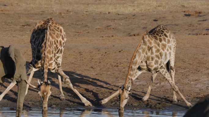 慢动作特写。两只腿伸展的长颈鹿和一只在水坑喝水的大象。