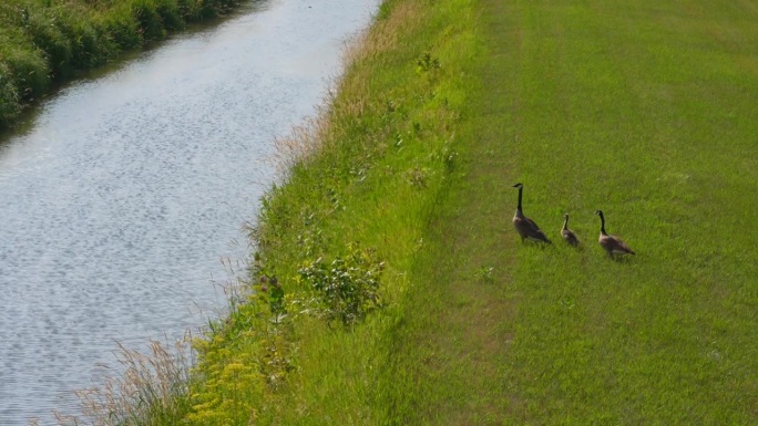 加拿大鹅在溪边草地上行走