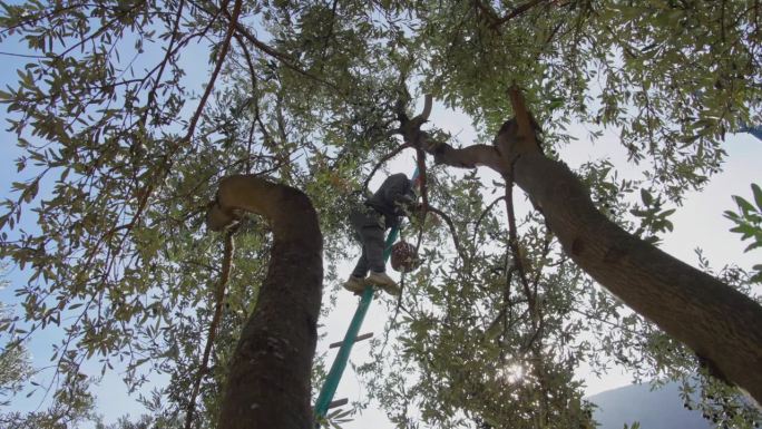 农民在阳光明媚的一天，爬上一棵古老的橄榄树，站在木梯上，手工采摘成熟的橄榄，这是地中海农业的古老传统