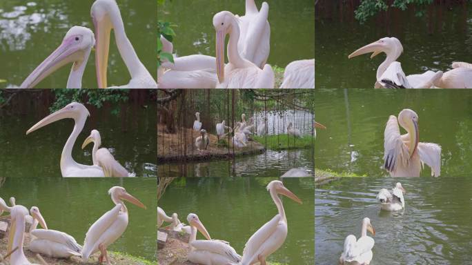 鹈鹕水中嬉戏画面