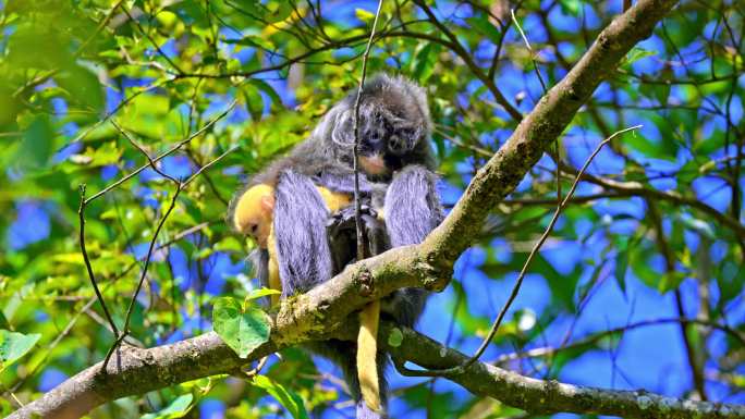 树上栖息的中缅灰叶猴（菲氏叶猴）小金猴