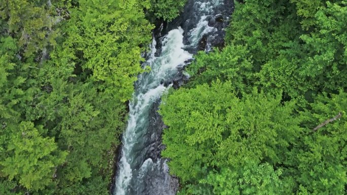 充满活力的绿叶环绕着夏日森林中湍急的河流