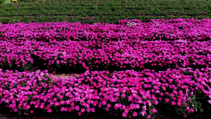 航拍紫色芍药花海花田