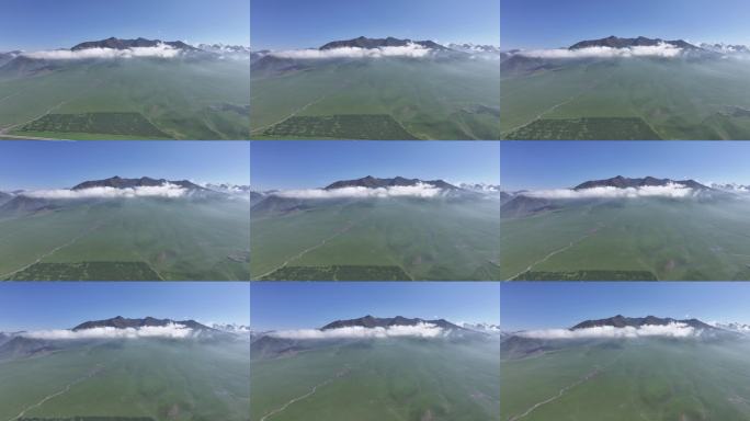 青海门源油菜花航拍