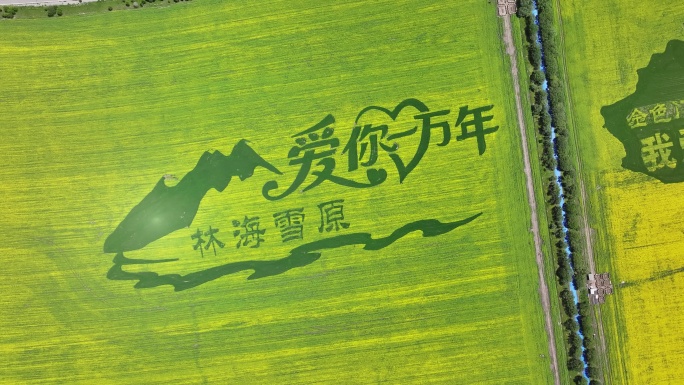 青海门源油菜花航拍