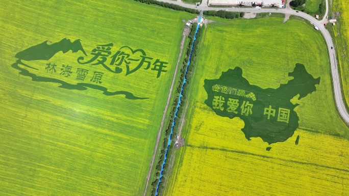 青海门源油菜花航拍