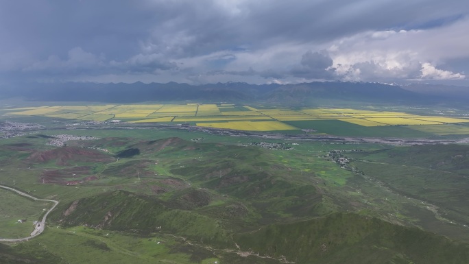 青海门源油菜花航拍