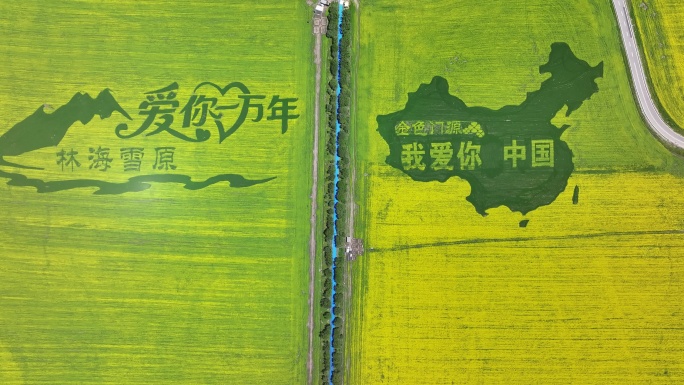 青海门源油菜花航拍