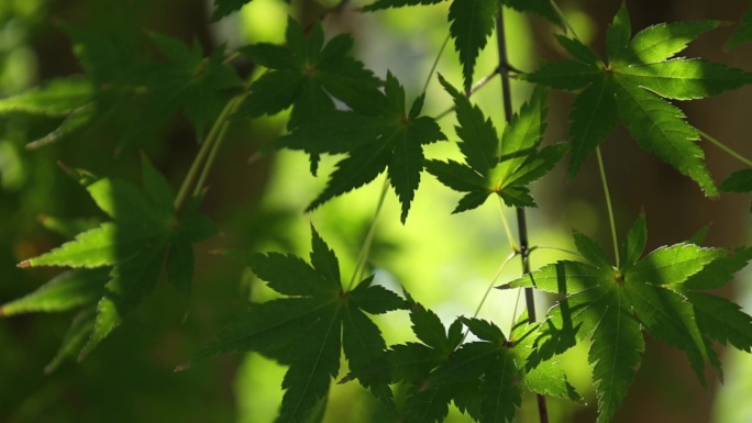 阳光穿透绿叶