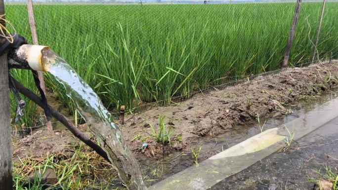 使用水泵井灌溉稻田，通过从地下抽水流入稻田的技术。使用电力通过塑料PVC管从地下抽水。