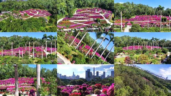 城市中的花海公园深圳市福田莲花山簕杜鹃展