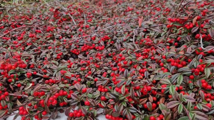 一种蔷薇科的常绿地被灌木。它因其有光泽的深绿色叶子（秋季可变为橙红色）和整个冬天都挂在灌木上的独特的
