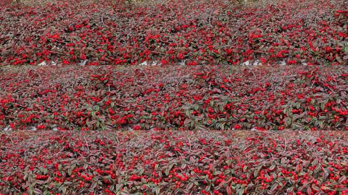 一种蔷薇科的常绿地被灌木。它因其有光泽的深绿色叶子（秋季可变为橙红色）和整个冬天都挂在灌木上的独特的
