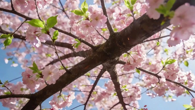 桃花朵朵开-阿牛大屏