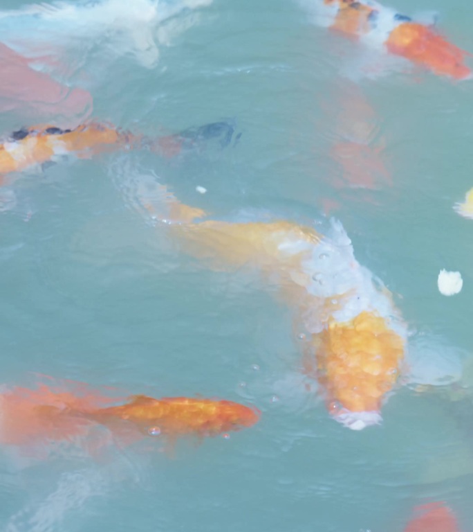 竖屏4k五彩红色锦鲤鱼群水中游