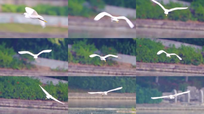 白鹭展翅飞翔特写