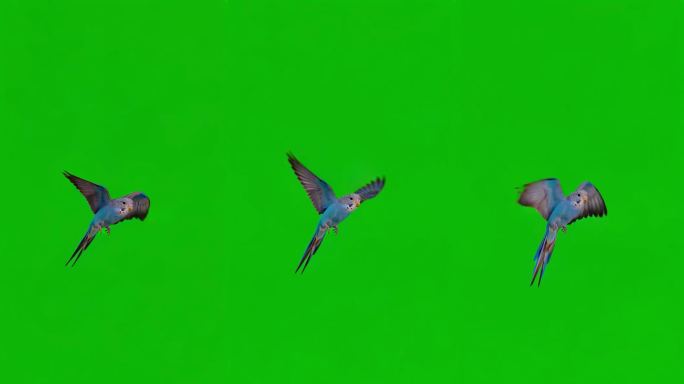 鹦鹉飞行特效素材