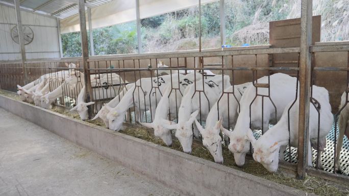 原生态奶山羊种养挤奶 养殖基地 大健康