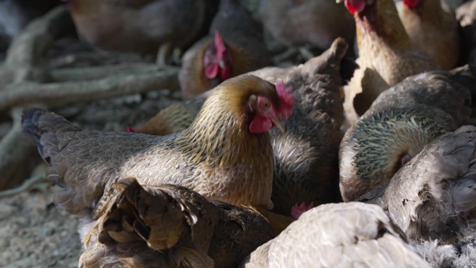 放养清远鸡走地鸡素材合集