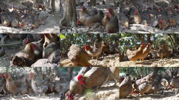 放养清远鸡走地鸡素材合集