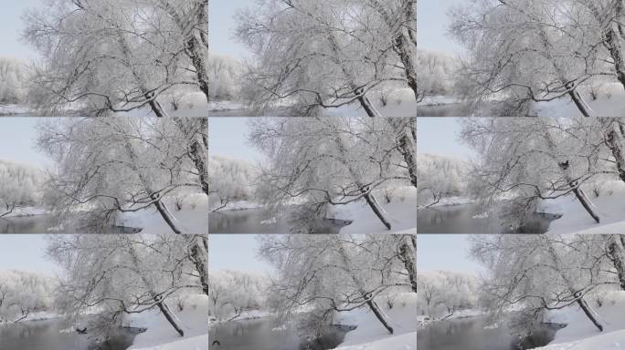 乌鸦从被霜雪覆盖的树上飞走。