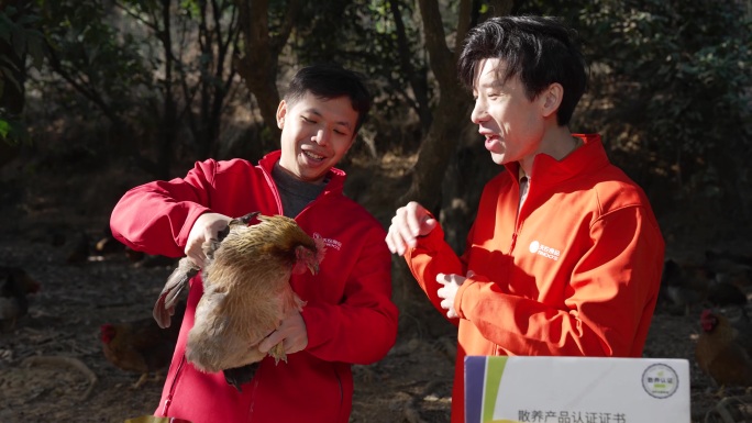 清远鸡户外直播现场销售