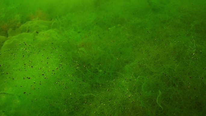 海绿色浒苔和刚毛藻海藻的特写