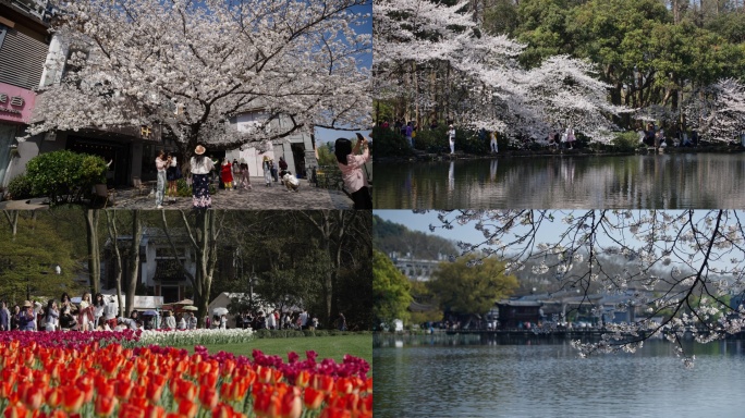 杭州人文春天西湖樱花郁金香盛开人山人海