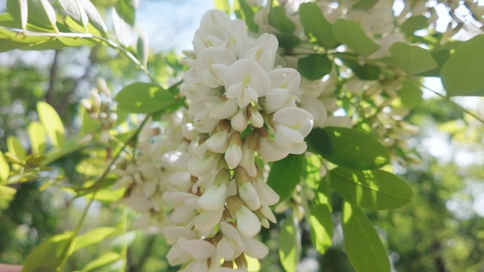 白合欢或黑刺槐（刺槐）盛开的白色花序特写